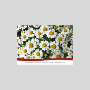 Postkarte Gänseblümchen