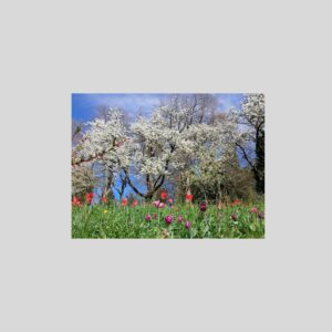 Faltkarte mit Segensgrüsse "Weisse Blüte"