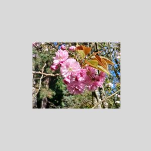 Faltkarte mit Segensgrüsse "Rosa Blüte"